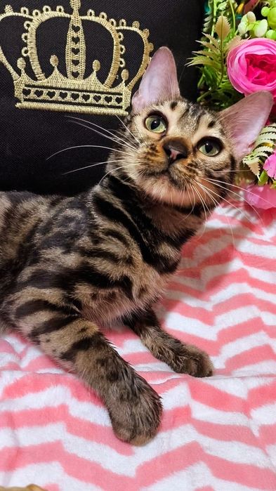 Золото- браун Девочки Бенгальские