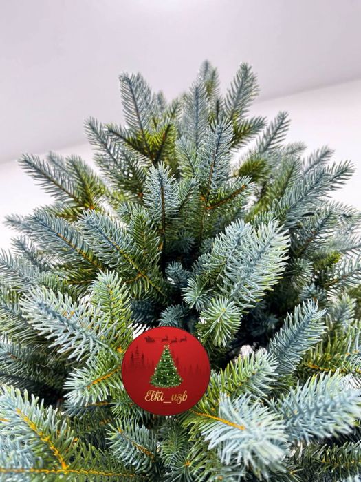 Голубая ель Гелиевая 100%
