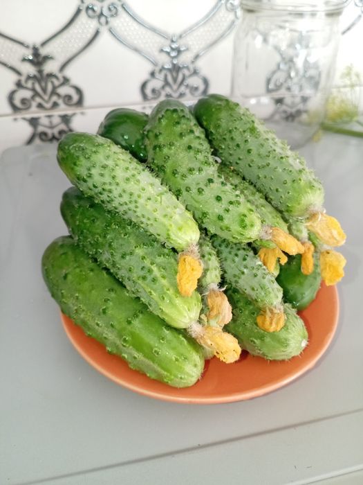 Рассада помидор, сладкого перца, огурцов.