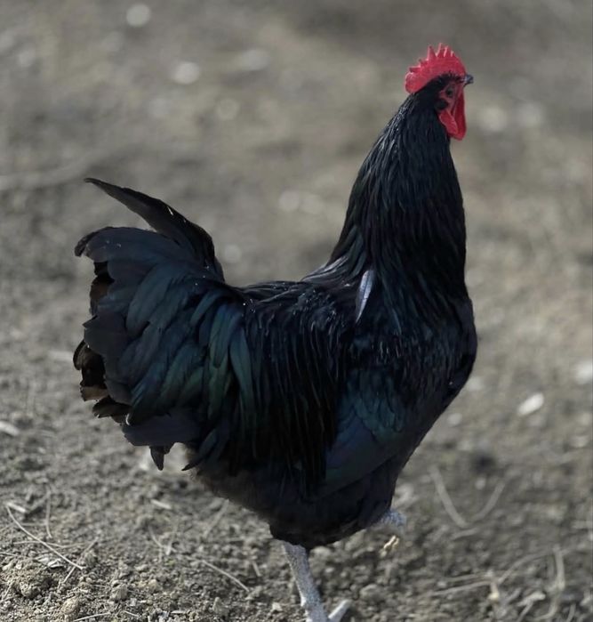 Pereche gaini Australorp 2025 (1+1)