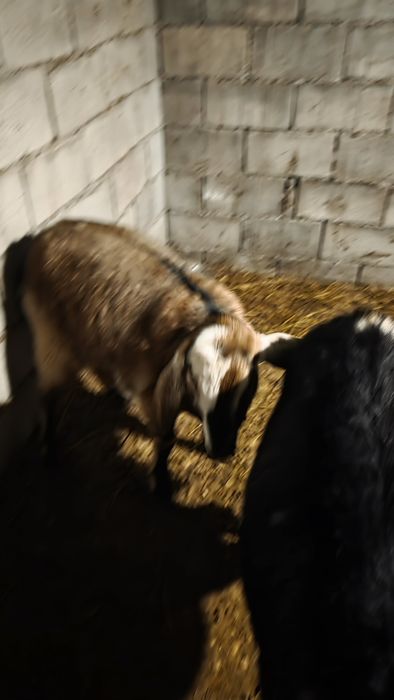 Продается беременная англо-нубийская коза