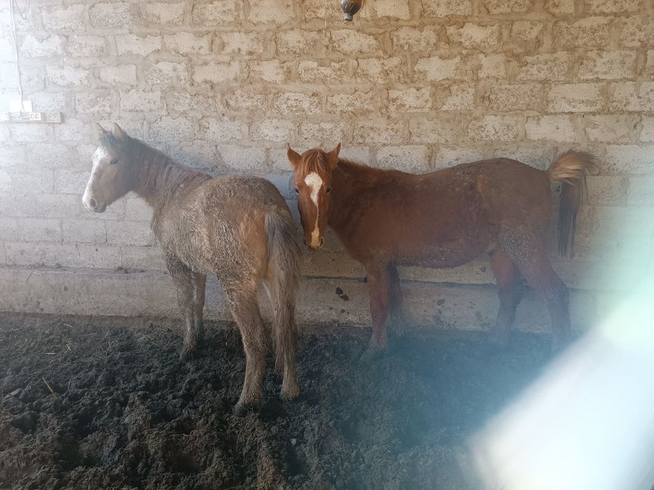 Семиз тойлар сотилади