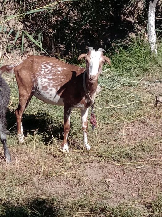 Она бола Эчки срочно сотилади