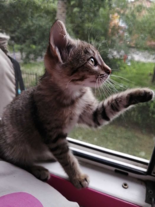 КРАСОТУЛЬКА -  котенок девочка 2,5 месяца