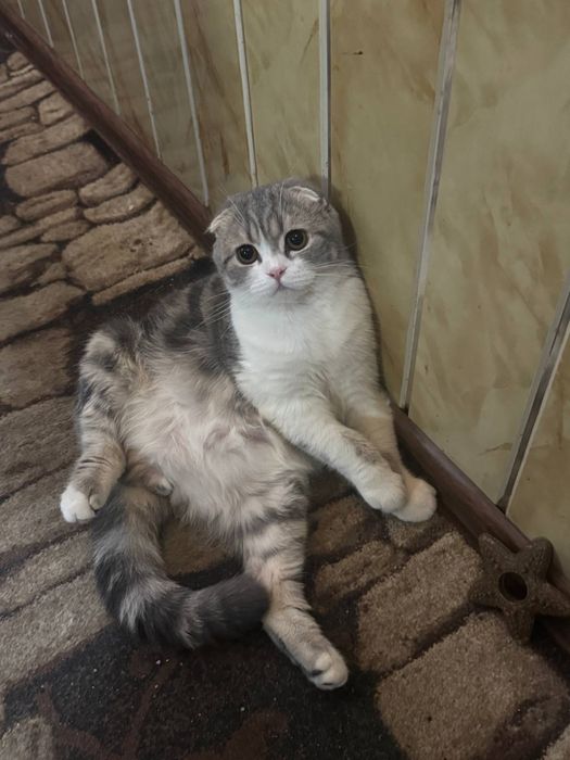 Продается Шотланский котик 9 месяцев