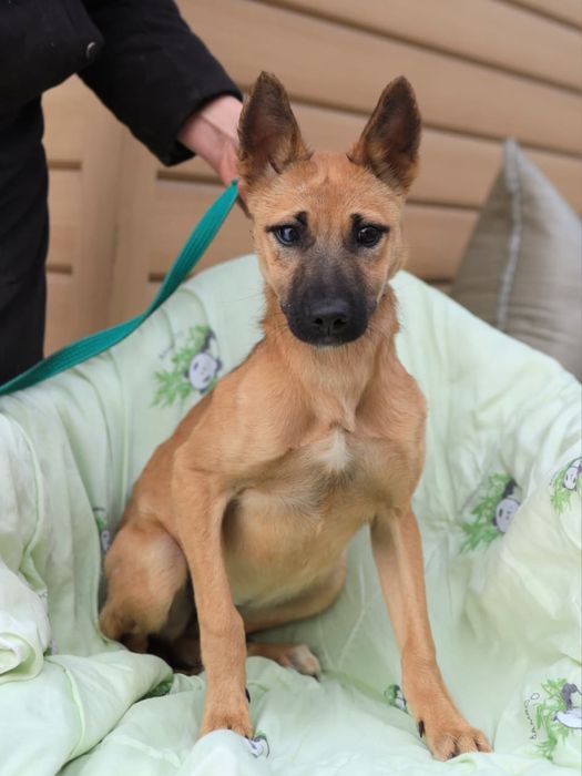 Щенята-задорные собачата