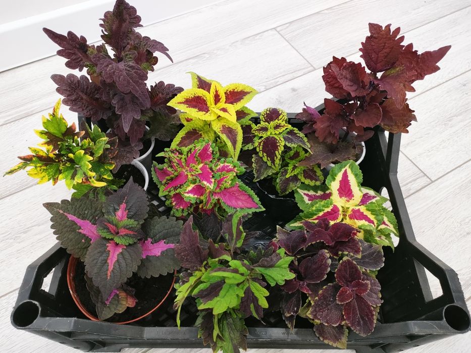 Отростки по 500тг, доставка