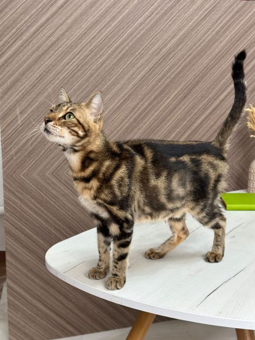 Бенгальская кошка