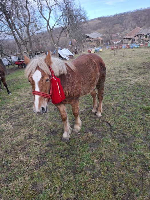 Vând manza de 9 luni