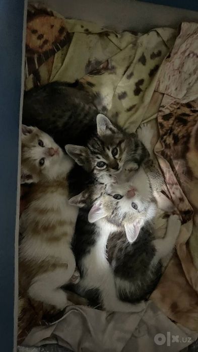 Котята даром в добрые руки