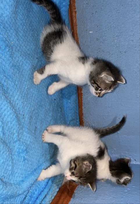 Котята Мальчики