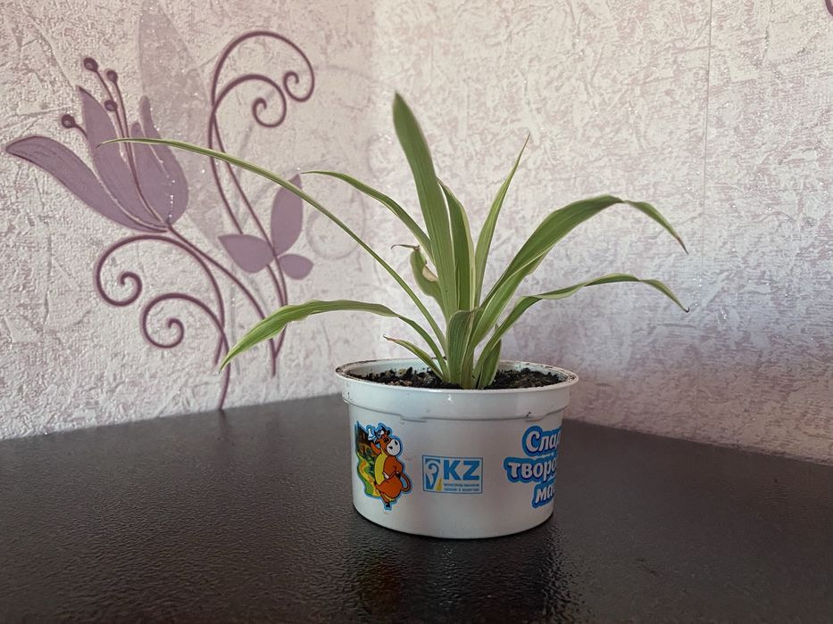 Продам укорененный отросток хлорофитума