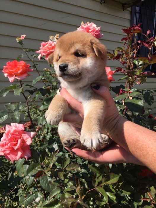 сибаиньчики на продажу