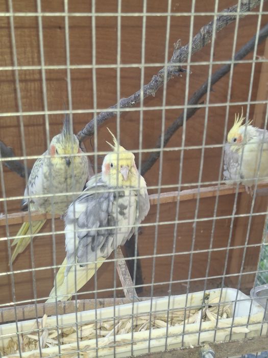 Папугаи карелла мрамор