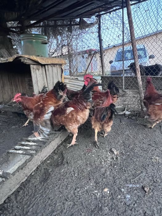 Продавам домашни петли