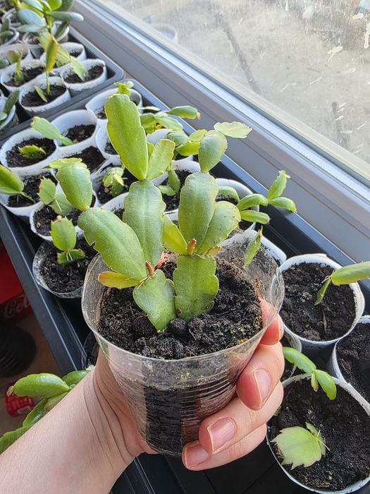 Комнатные (домашние) цветы