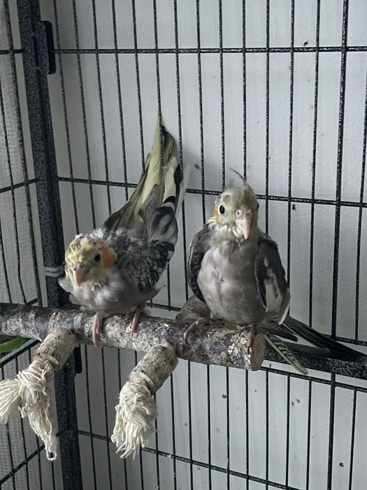 Pui de perusi si nimfa