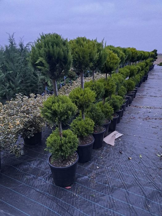 Vând tuia,palmieri, trandafiri, gazon,măslin