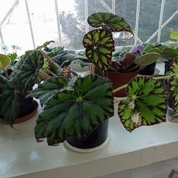 Комнатные растения