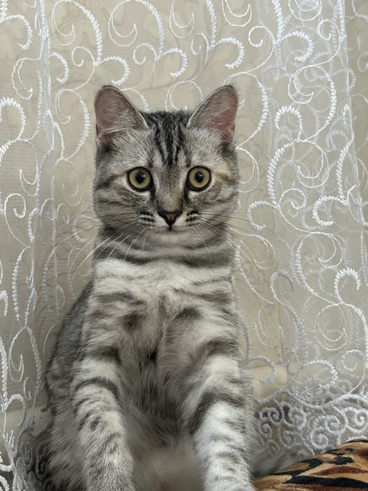 Отдам кошку в добрые руки