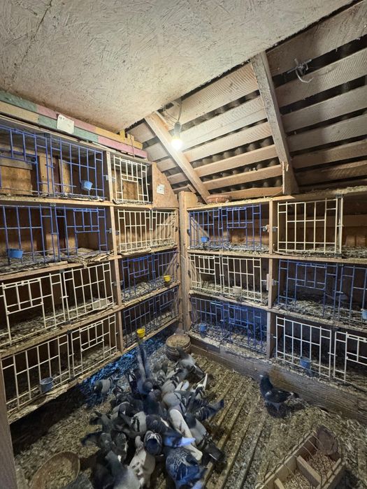 Vând pui de porumbei din părinți zburați la concurs