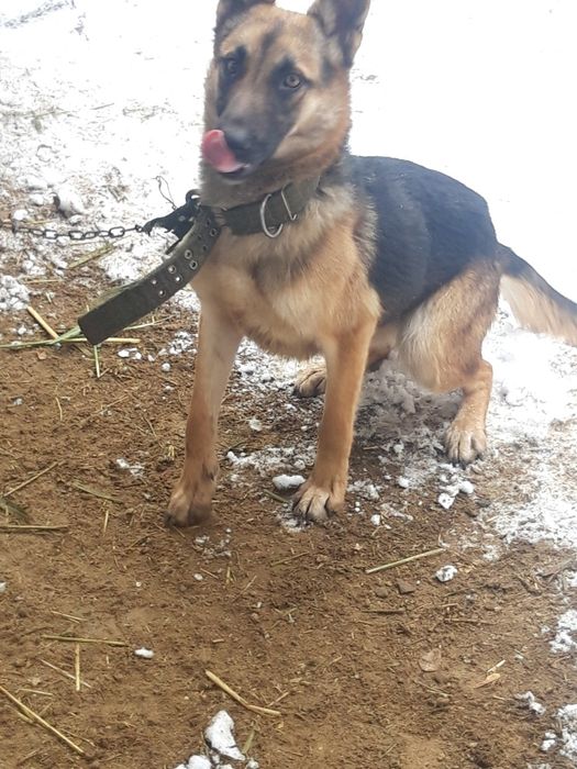 Продам немецкую овчарку девочка