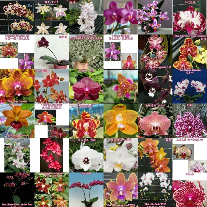 ОРХИДЕИ из азиатских питомников