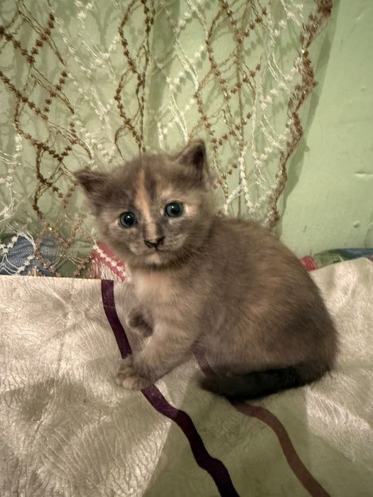 Продам котенка вислоухая