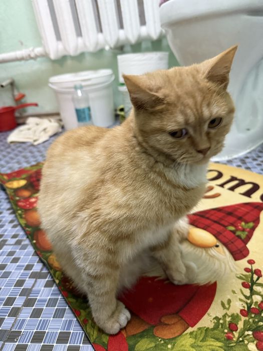 Котята домашние , только девочкиии