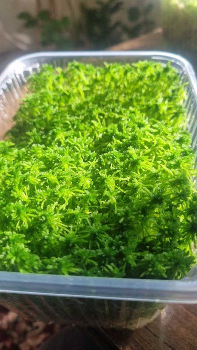 Живой мох Сфагнум  премиум класса 100 г 100 000