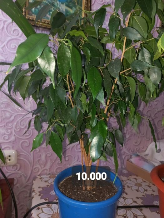 Цветы комнатные .