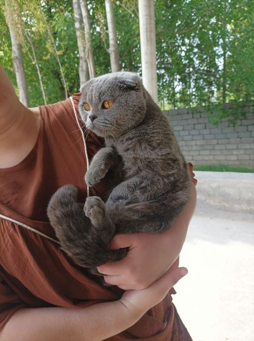 Erkak 1 yosh britaniskiy scottish