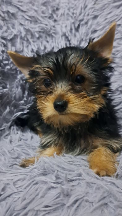 Продаю клубных щенков йорков