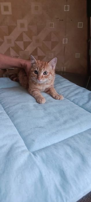 Меня зовут Персик!