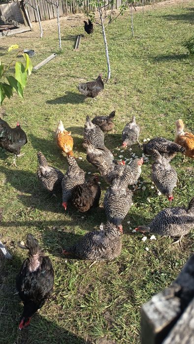 De vânzare gaini 65 lei bucata
