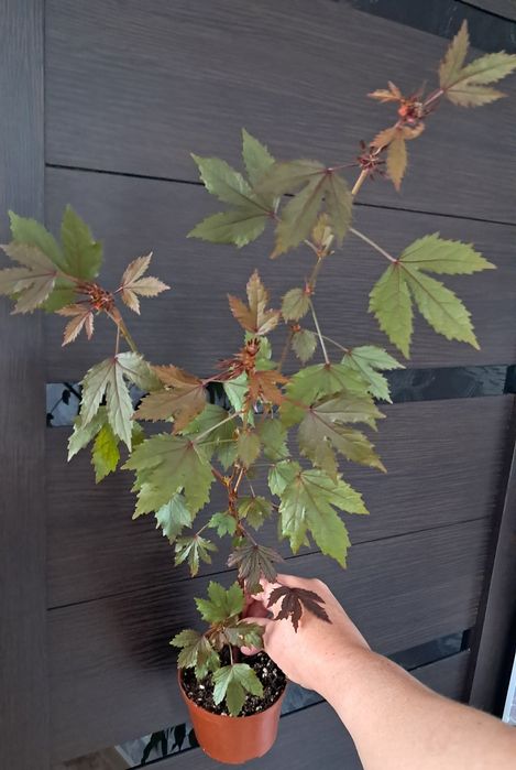 Комнатные цветы неприхотливые