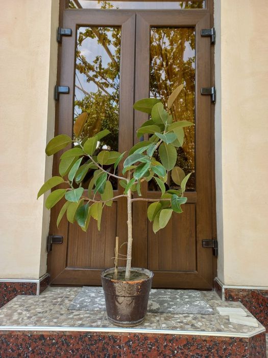 Домашние цветы Гуллар