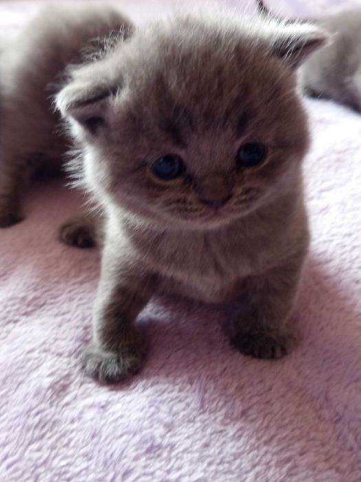 Шотландски Котенца