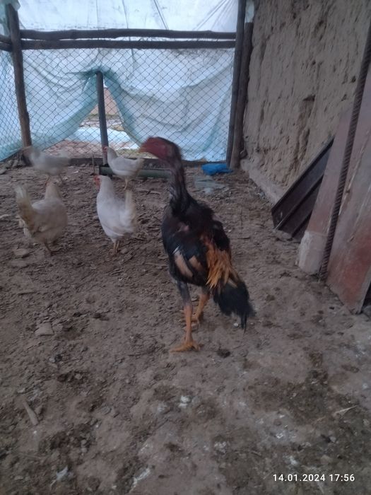 Дакан шамо арлас