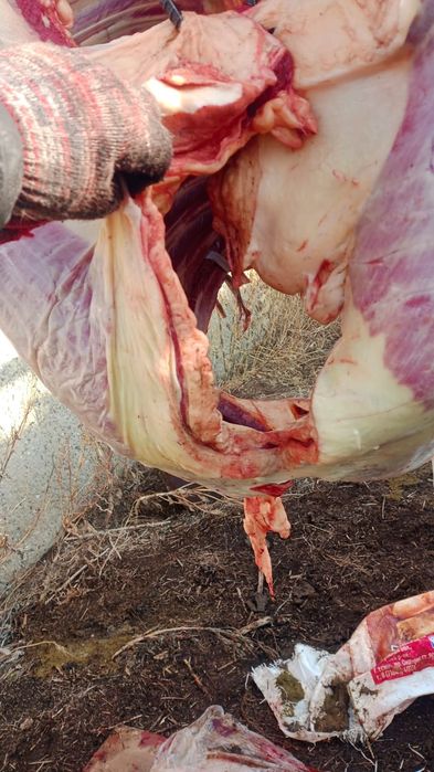 Конина Жылқы мясо ет соғым