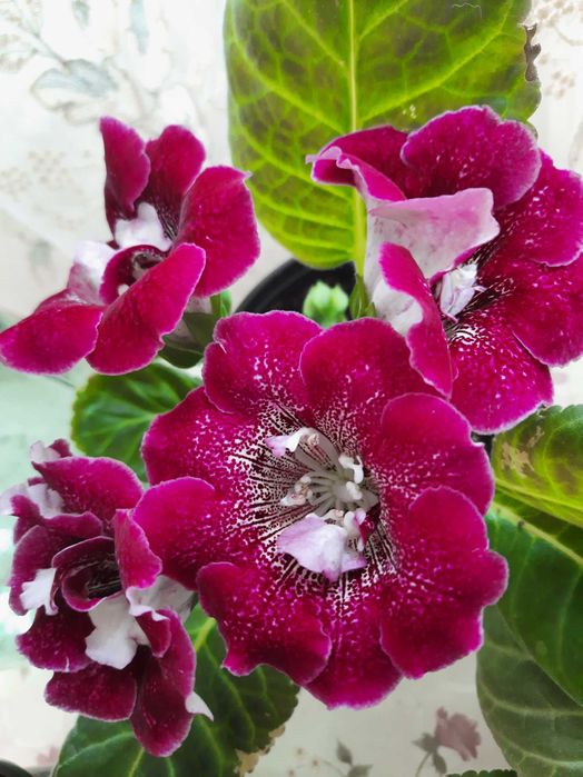 Продам смесь семян глоксиний