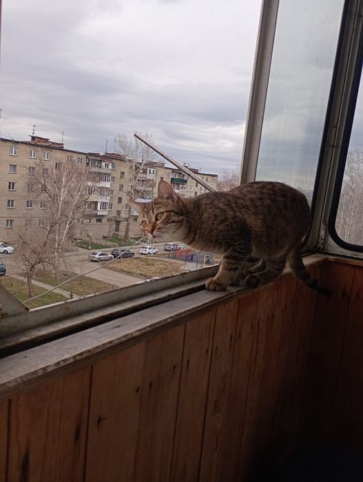 отдам кошечку в хорошие руки