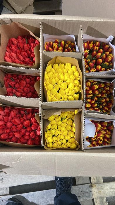 Тюльпаны оптом и в розницу