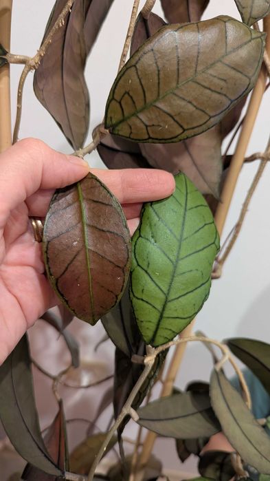 Hoya/Хоя (различни видове)