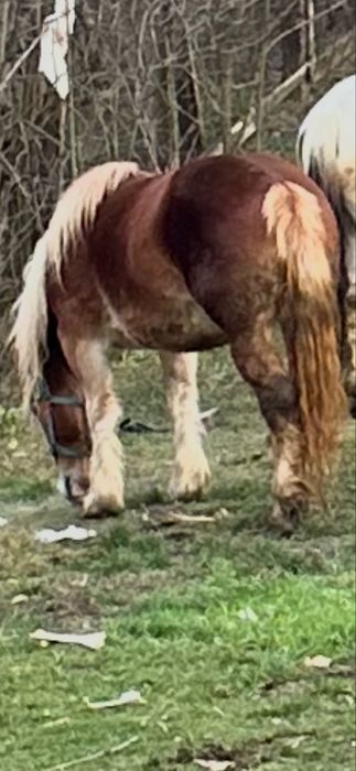 De vanzare manza de 3 ani  invatata la utilaje fff blanda