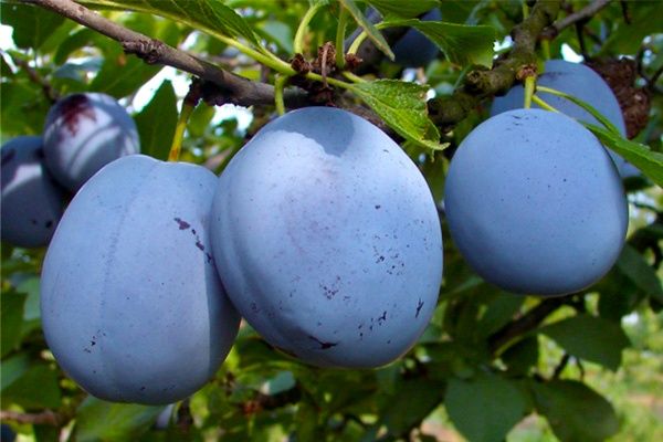 Pomi fructiferi certificati