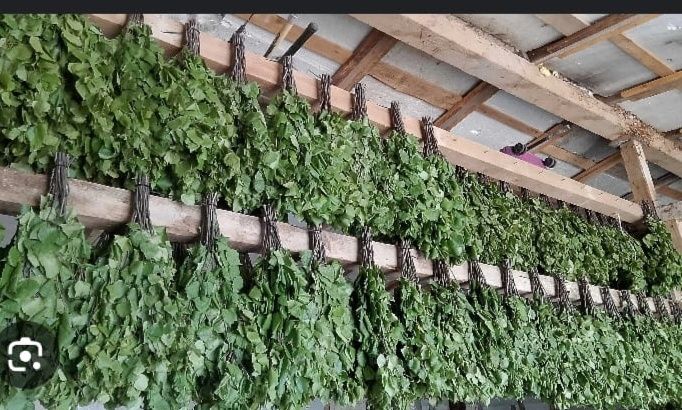 Берёзовые веники