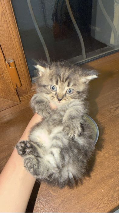 котенок в добрые руки