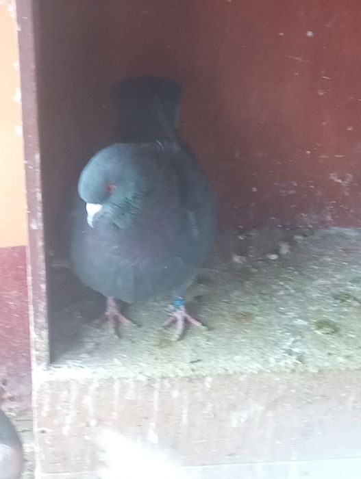 De vânzare porumbei de ornament