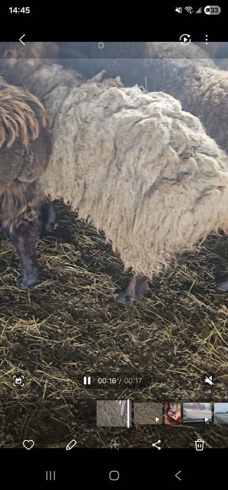 Қой,сектер семіз. Бараны